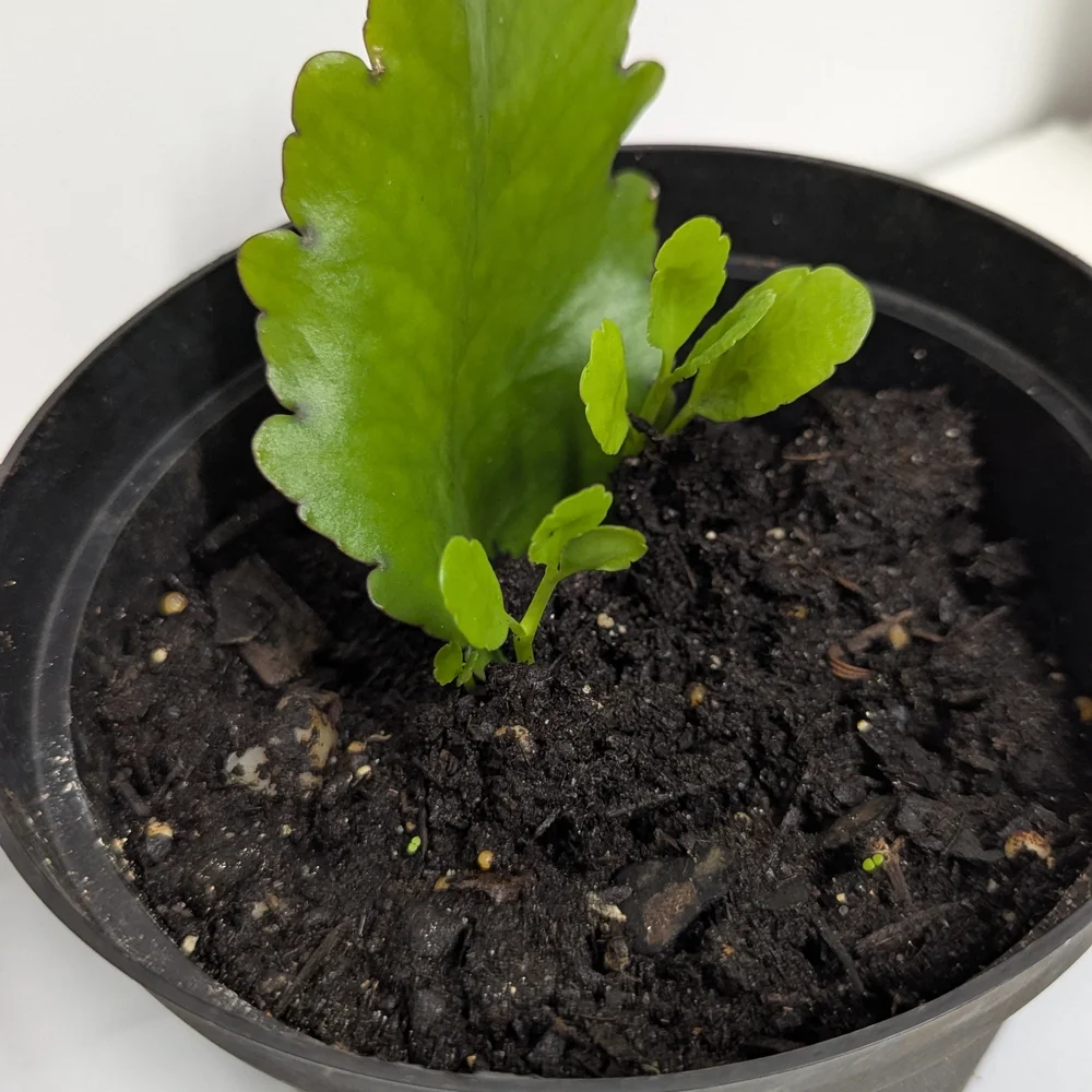 Kalanchoe Pinnata Leaves To Grow Organic Plants..Reptile Habitat Accessory